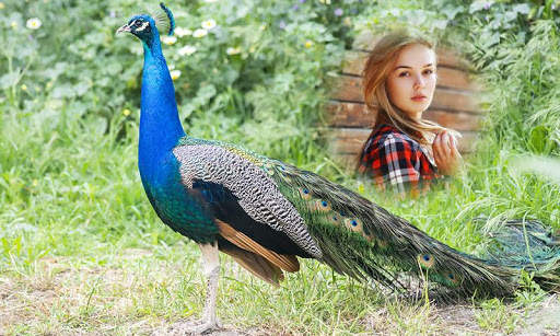 Peacock Photo Frames 5 تصوير الشاشة