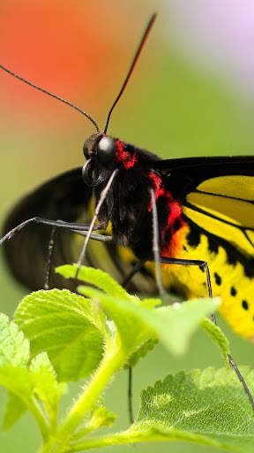 Butterfly Wallpapers HD & 4k Backgrounds screenshot 3