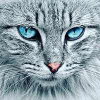 Cat Sounds