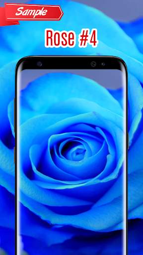 Rose Wallpaper screenshot 5