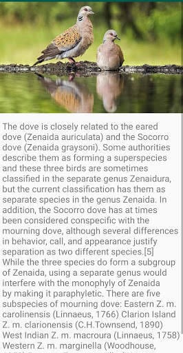 Dove Bird Fact screenshot 2