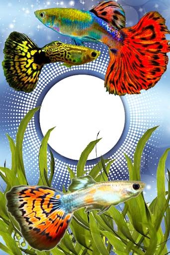 Guppy Fishs Photo Frames screenshot 3
