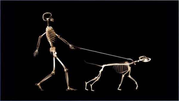 Nice Skeleton Wallpapers screenshot 3