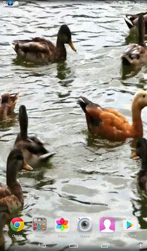 Duck Live Wallpaper screenshot 6