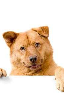 Funny cats and dogs Puzzles screenshot 1