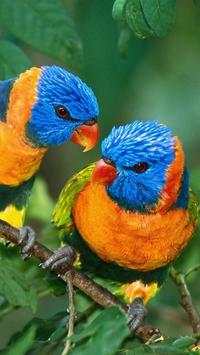 Birds Wallpapers HD screenshot 5