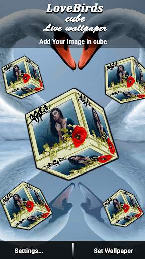 Love Bird cube live wallpaper screenshot 2