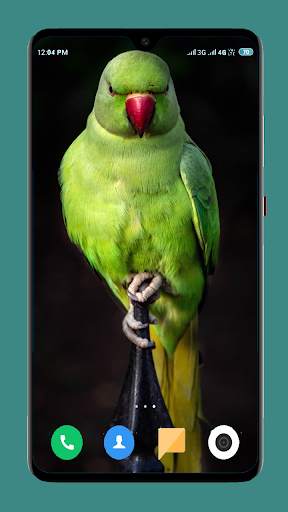 Parrot Wallpapers 4K screenshot 3