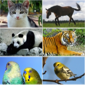 Animal sounds icon