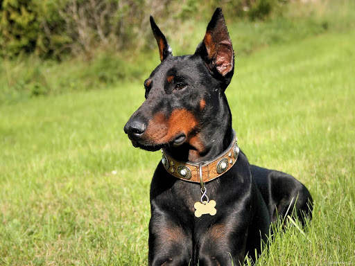 Doberman Wallpaper: backgrounds hd screenshot 23