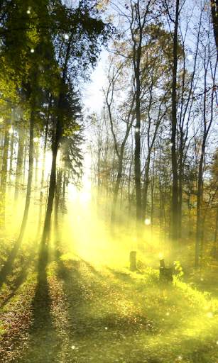 Foresta sfondo screenshot 2
