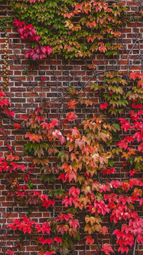Wall Wallpaper HD screenshot 1