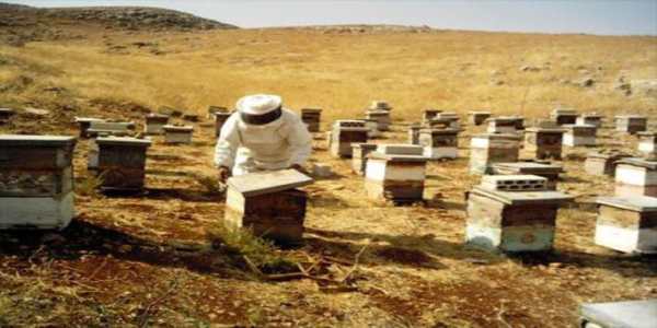 تربية النحل وانتاج العسل 4 تصوير الشاشة
