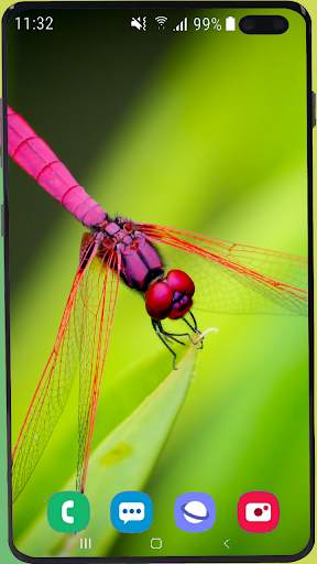 Dragonfly Wallpaper Best HD screenshot 6
