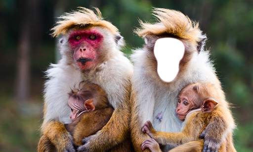 Funny Monkey Photo Montage screenshot 4