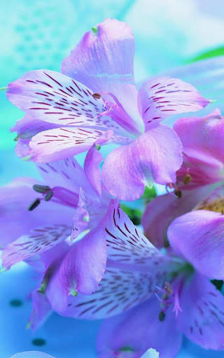 Flowers Wallpapers HD 2021 screenshot 14