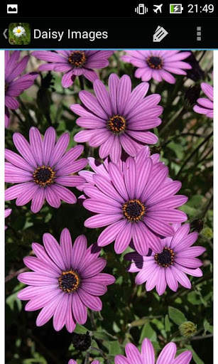 DaisyBG: Flower Wallpaper screenshot 12