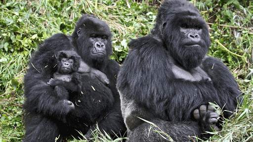 Rwanda Travel Guide screenshot 1