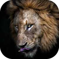 Lion Wallpaper Full HD - Sher Ka Photo Wallpaper icon