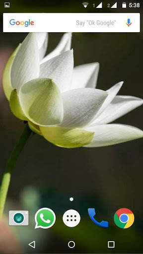 Lotus Flower Wallpaper HD screenshot 4