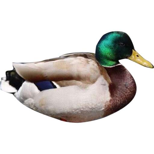 DuckyDuck - Ducky Bhai In Game 3