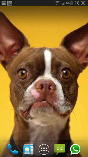 DOG SMILES LIVE WALLPAPER screenshot 1