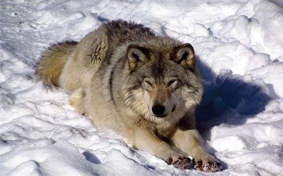Wolf Photo HD screenshot 3