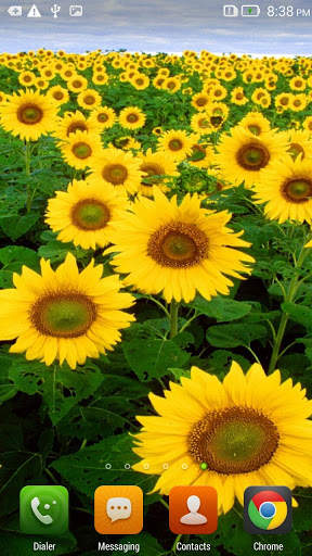 Sunflowers HD Live Wallpaper screenshot 4