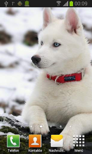 Husky live wallpaper screenshot 4
