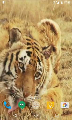Tiger Live Wallpaper screenshot 2