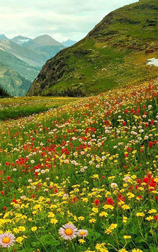 HD Mountain Flower Wallpaper скриншот 5