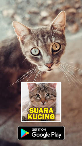 Suara Kucing : Cat Sounds скриншот 1