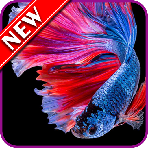 Betta Fish Wallpapers icon