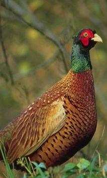 Pheasant wallpapers screenshot 3