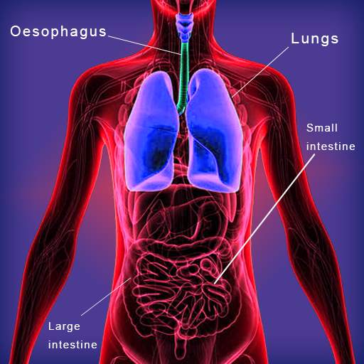 Human Body System – Inside the Human Body Offline 3.2