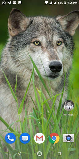 Free Wolf Wallpapers HD screenshot 5