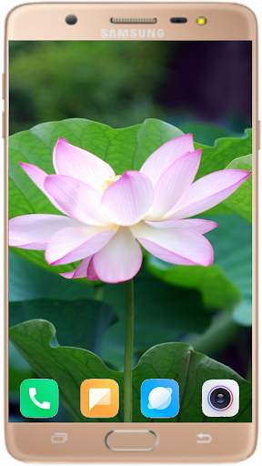 Lotus Wallpaper Best HD screenshot 4