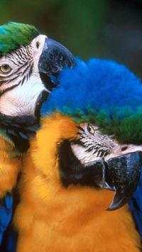 Beautiful Birds Wallpapers3 HD screenshot 14