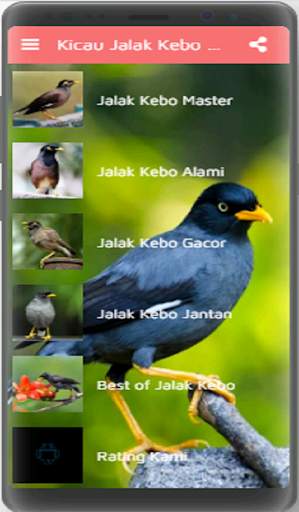 Kicau Jalak Kebo Gacor screenshot 1