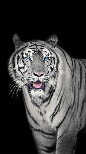 White Tiger Wallpapers 3 تصوير الشاشة