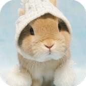 Easter Bunny Wallpapers 1.0