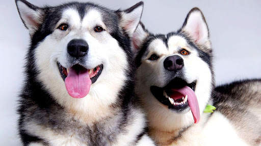 Siberian Husky Wallpapers : backgrounds hd screenshot 13