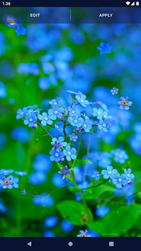 Blue Flowers Live Wallpaper screenshot 7