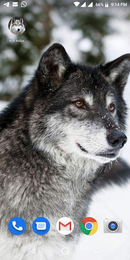 Free Wolf Wallpapers HD screenshot 11