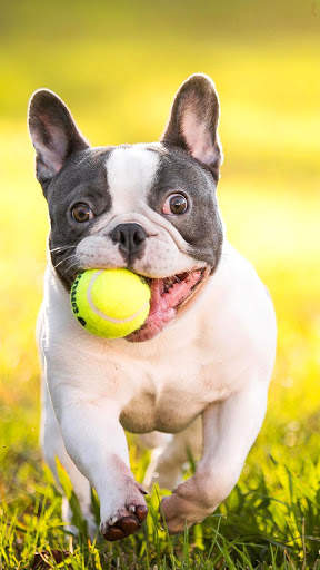 Pitbull Dog Wallpaper HD screenshot 5