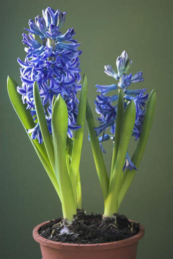 Hyacinth Wallpaper HD screenshot 9