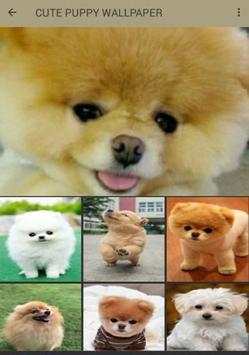 Litle Puppy Wallpaper screenshot 3