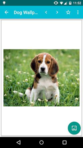 Dog Wallpapers! screenshot 2
