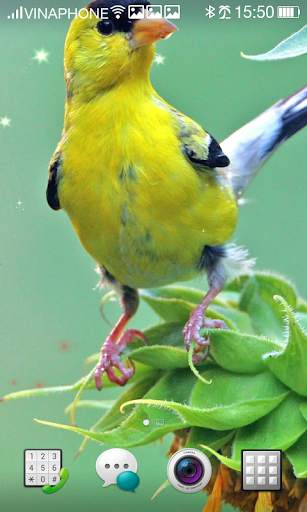 Bird Live Wallpaper HD 4K screenshot 6