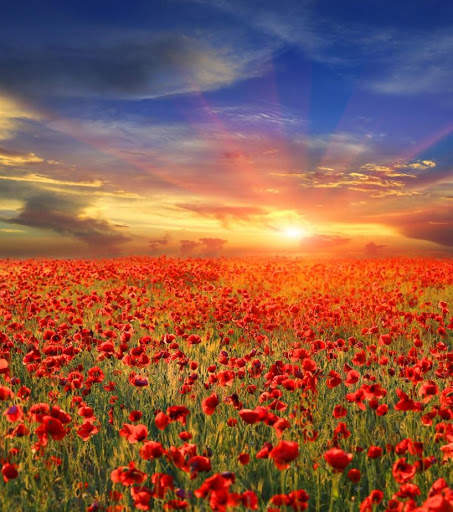 Beautiful Spring Wallpaper 5 تصوير الشاشة